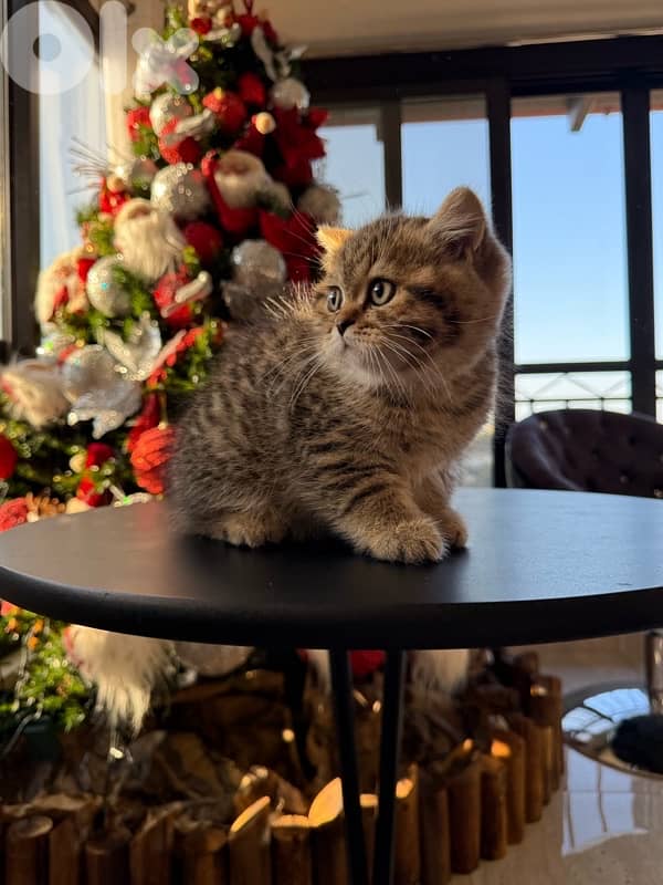 British Shorthair Tiger 5