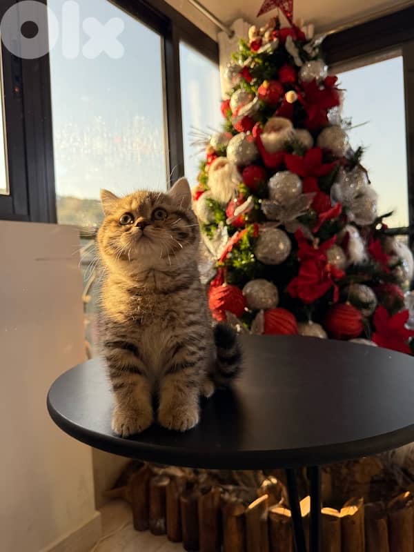 British Shorthair Tiger 6