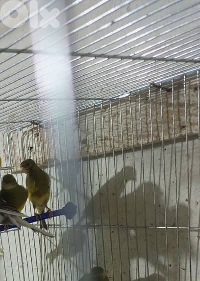 دكرين طالعين لون اخضر واصفر