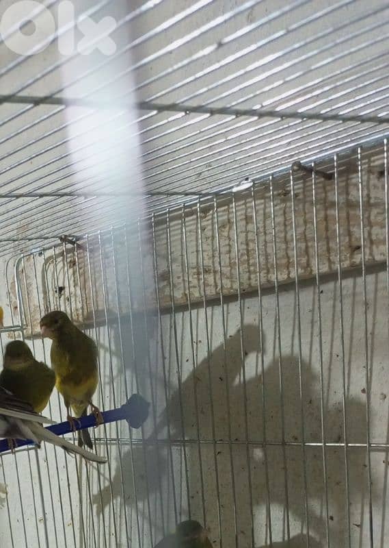 دكرين طالعين لون اخضر واصفر 0