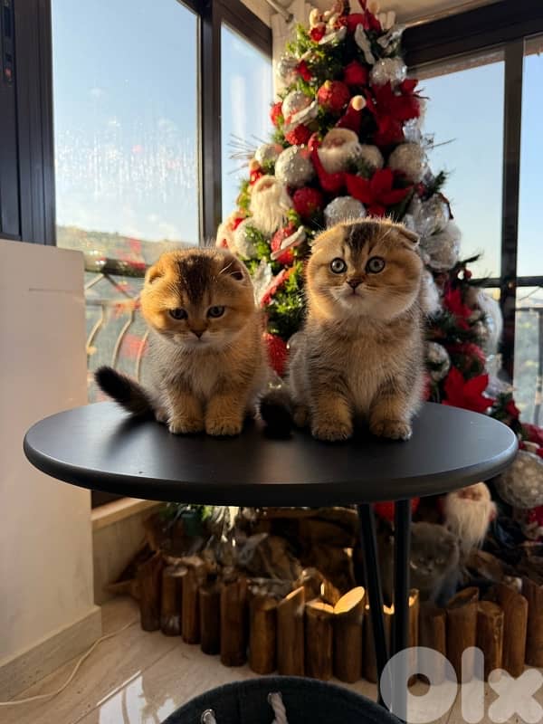 Scottish Golden Chinchilla 0