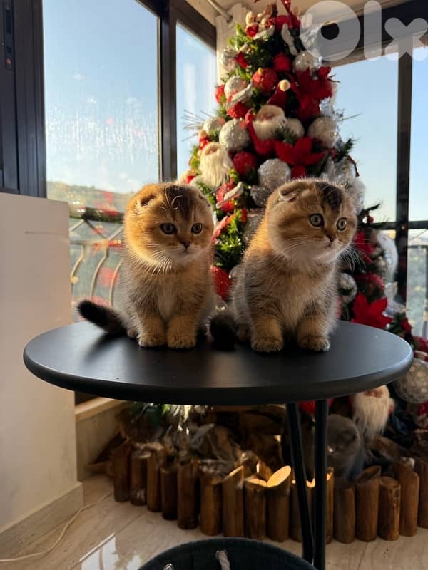 Scottish Golden Chinchilla 1