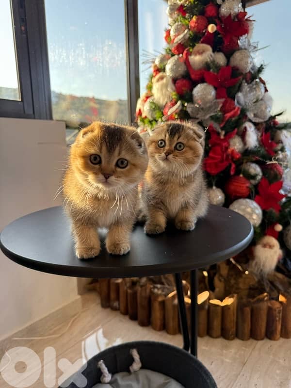 Scottish Golden Chinchilla 2