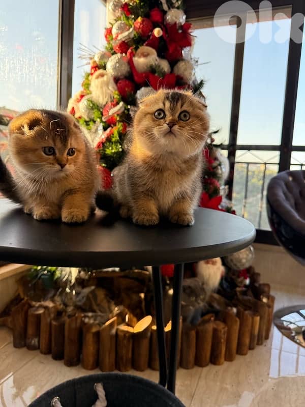 Scottish Golden Chinchilla 3