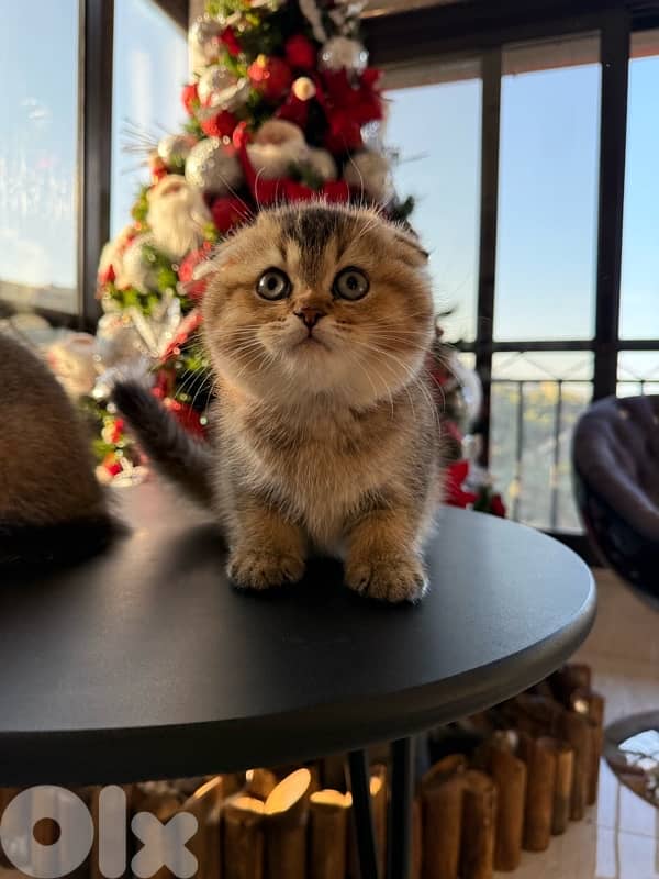 Scottish Golden Chinchilla 5