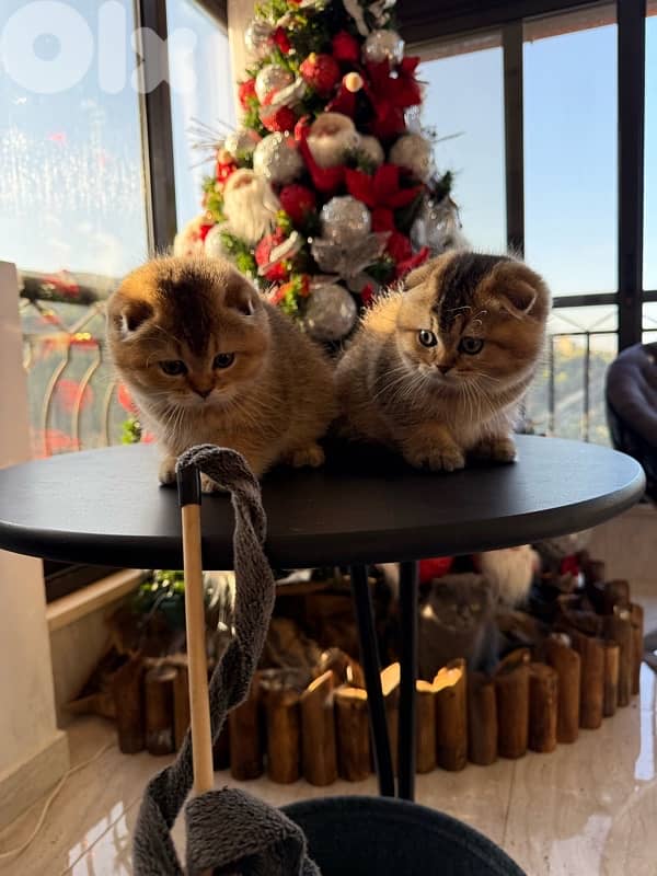 Scottish Golden Chinchilla 6