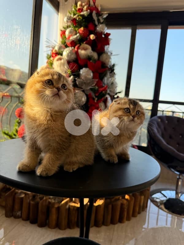 Scottish Golden Chinchilla 7