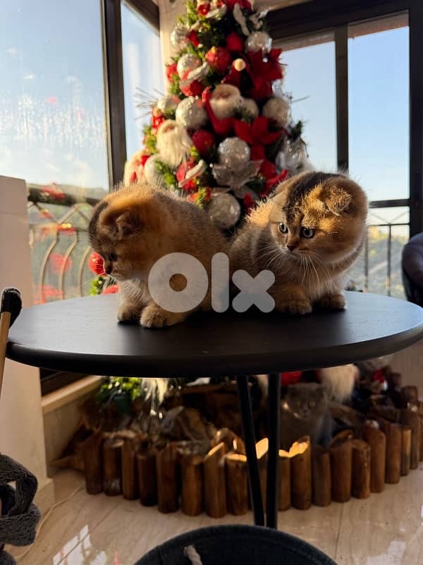 Scottish Golden Chinchilla 8