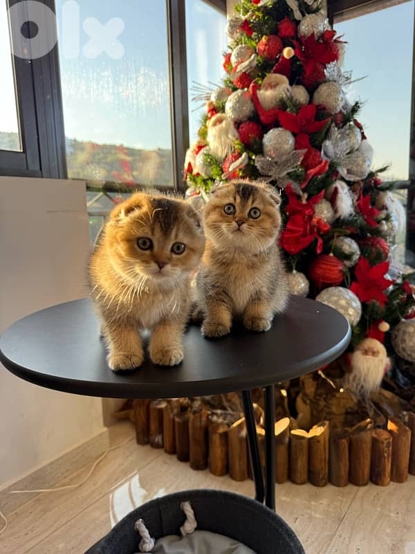 Scottish Golden Chinchilla 9