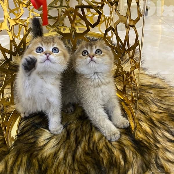 scottish fold-brown golden shaded 0