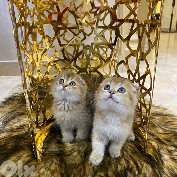 scottish fold-brown golden shaded 1