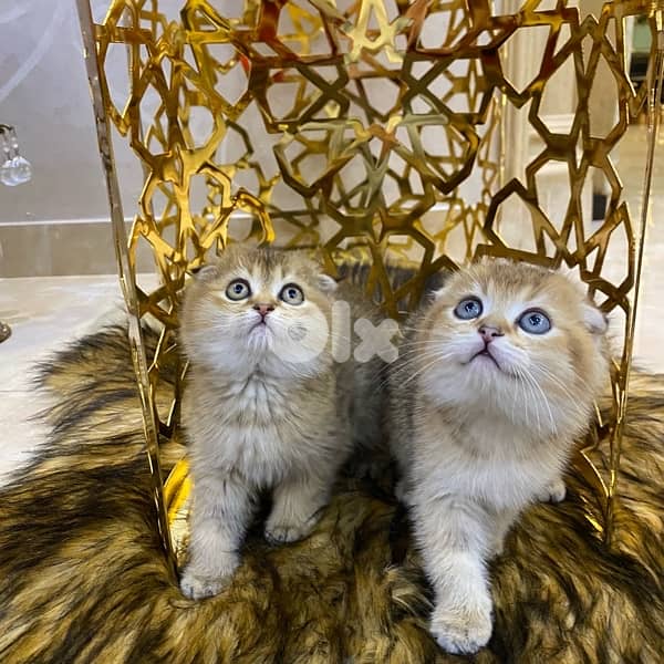 scottish fold-brown golden shaded 2