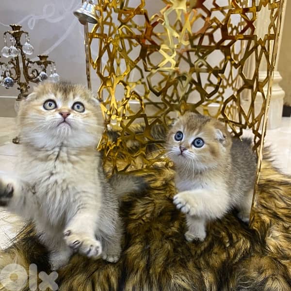 scottish fold-brown golden shaded 3