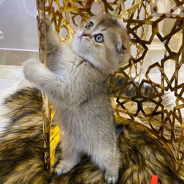 scottish fold-brown golden shaded 4