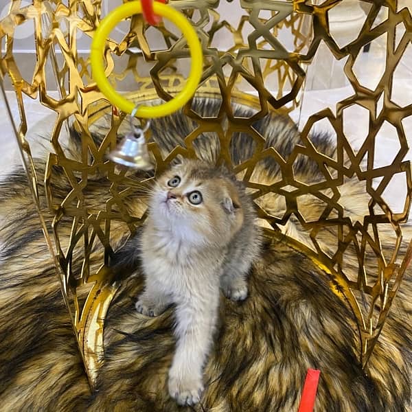 scottish fold-brown golden shaded 5