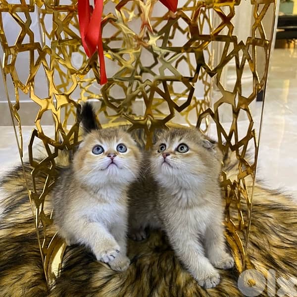 scottish fold-brown golden shaded 6