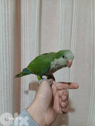 كويكر اخضر وكنيور اناناسي