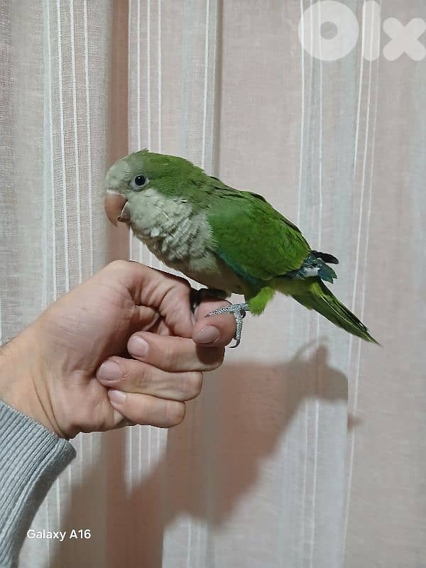 كويكر اخضر وكنيور اناناسي 1