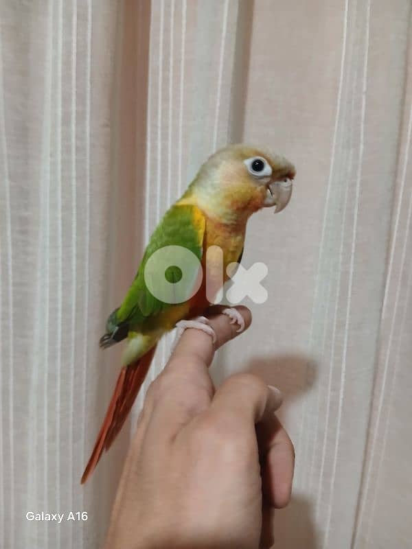 كويكر اخضر وكنيور اناناسي 2