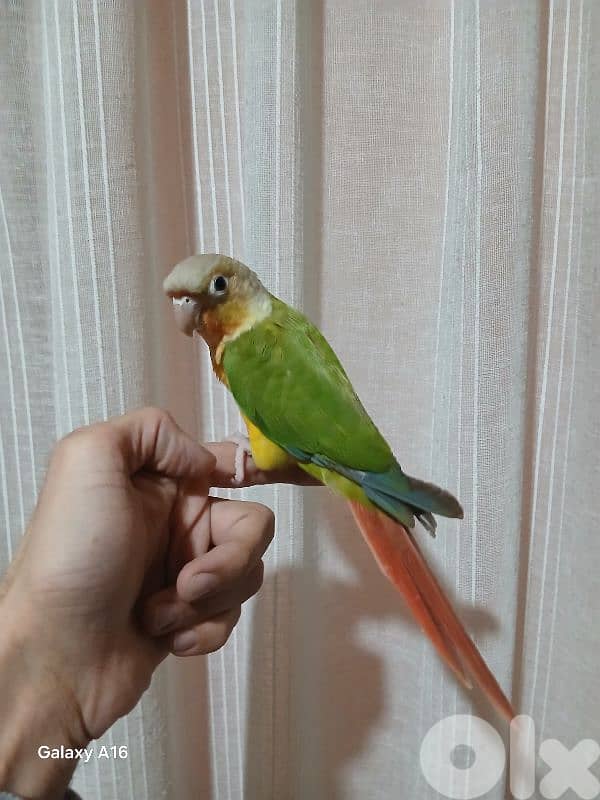 كويكر اخضر وكنيور اناناسي 4