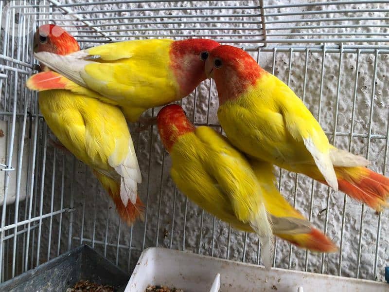 أوبلاين روز ترباية بيت  جواز اميات وموجود افراخ تزقيم 0