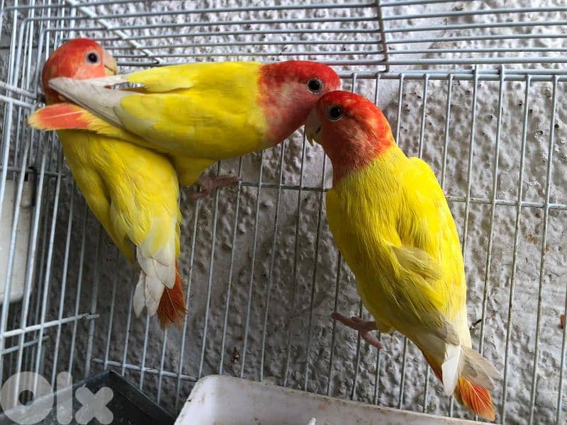 أوبلاين روز ترباية بيت  جواز اميات وموجود افراخ تزقيم 1