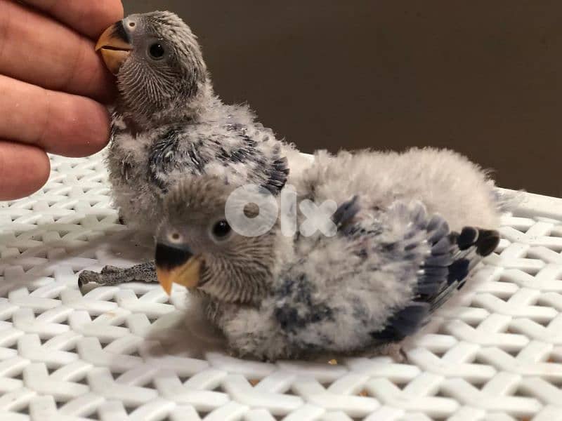 أوبلاين روز ترباية بيت  جواز اميات وموجود افراخ تزقيم 3