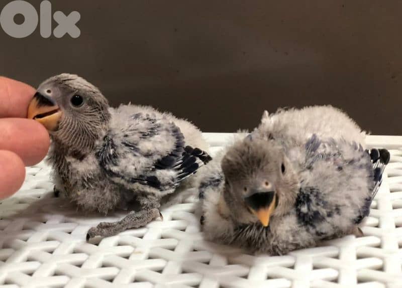 أوبلاين روز ترباية بيت  جواز اميات وموجود افراخ تزقيم 4