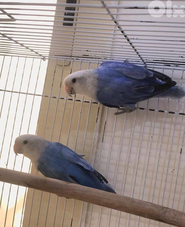 أوبلاين روز ترباية بيت  جواز اميات وموجود افراخ تزقيم 6