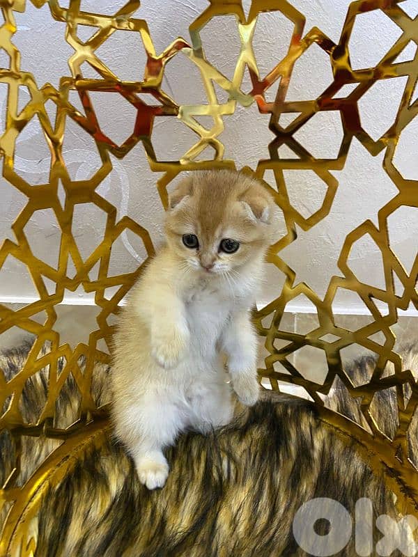 Golden Chinchilla-Fold 2