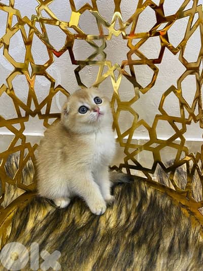 Golden Chinchilla-Fold