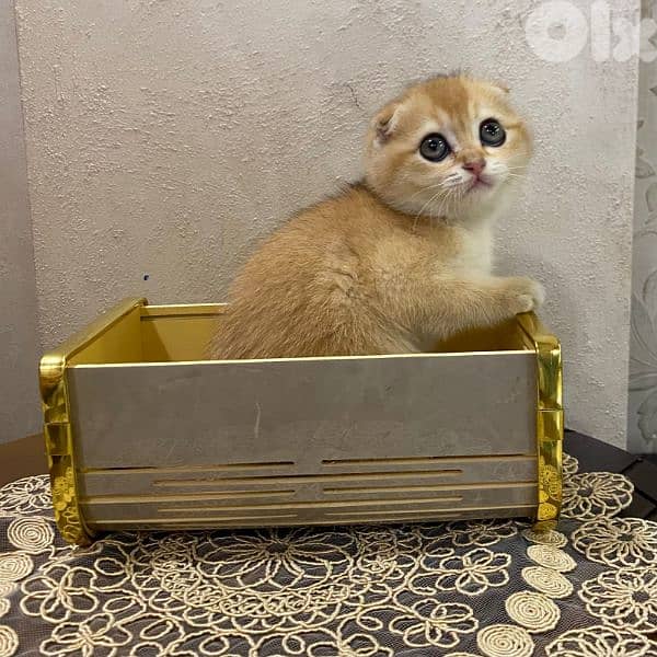 Golden Chinchilla-Fold 1