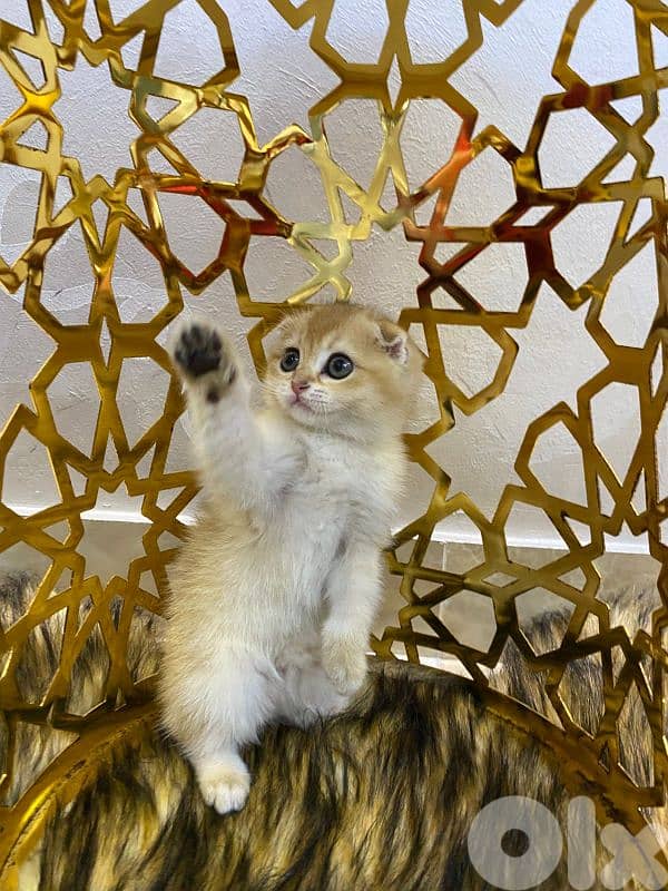 Golden Chinchilla-Fold 3