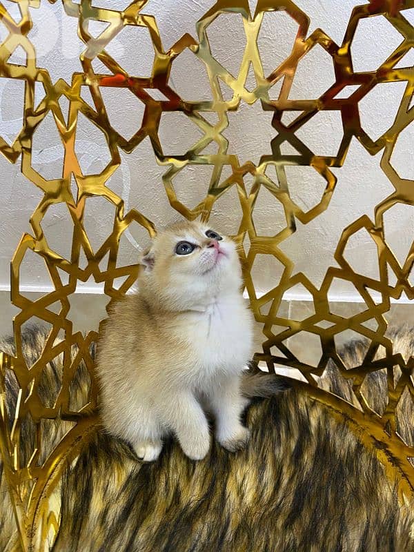 Golden Chinchilla-Fold 5