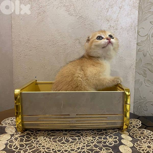 Golden Chinchilla-Fold 6