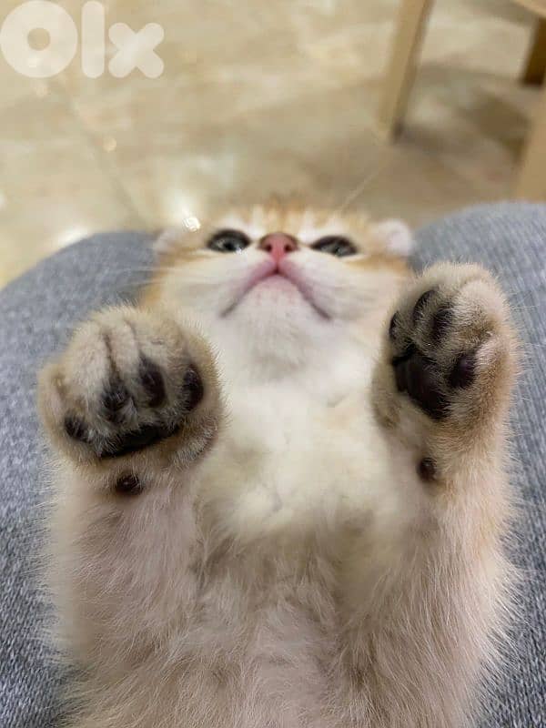 Golden Chinchilla-Fold 7