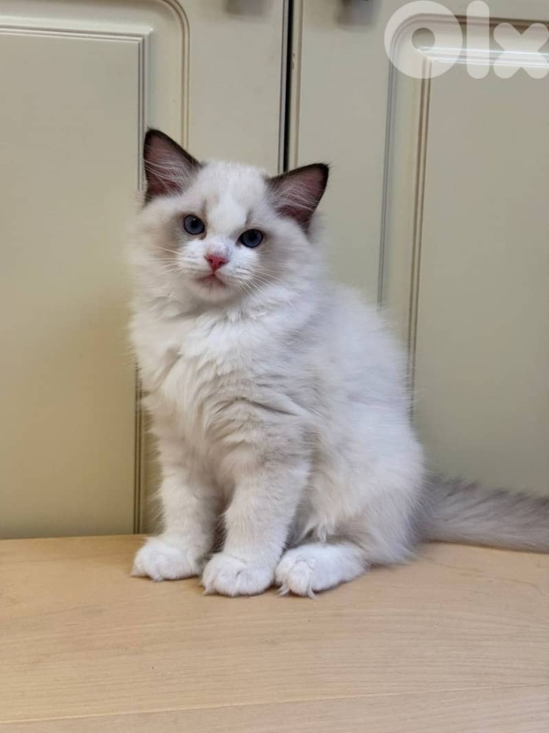 Adorable Ragdoll kittens For Adoption 0