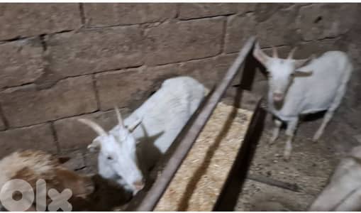 معزي لا بيع