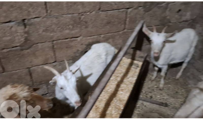 معزي لا بيع 0