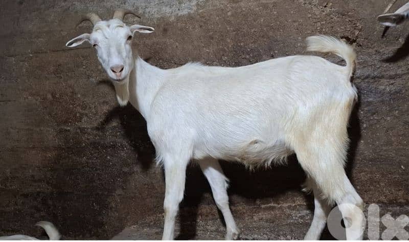 معزي لا بيع 1