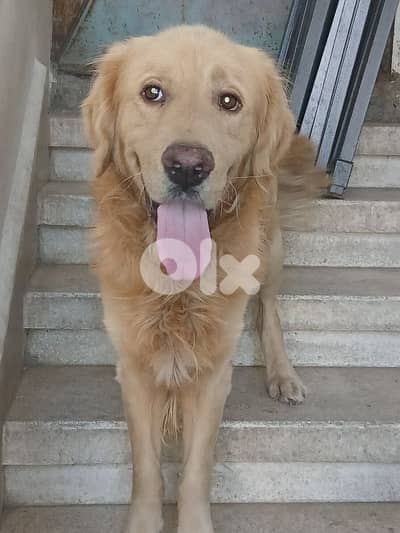 golden retreiver puppies