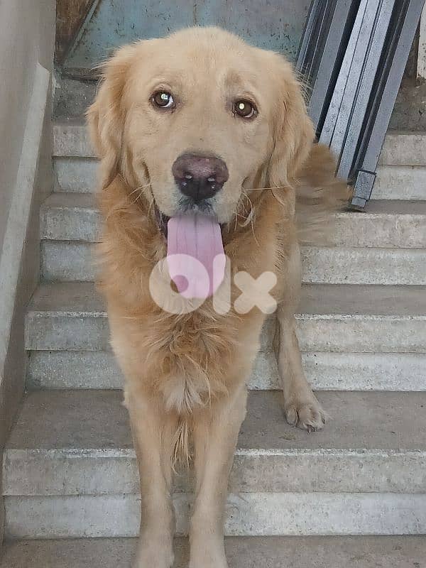 golden retreiver puppies 1