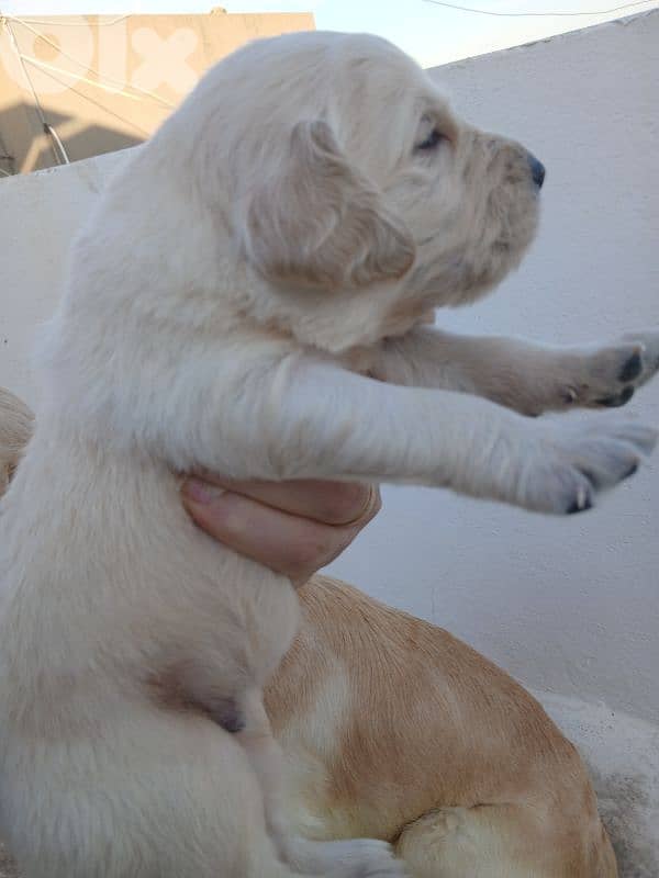 golden retreiver puppies 0
