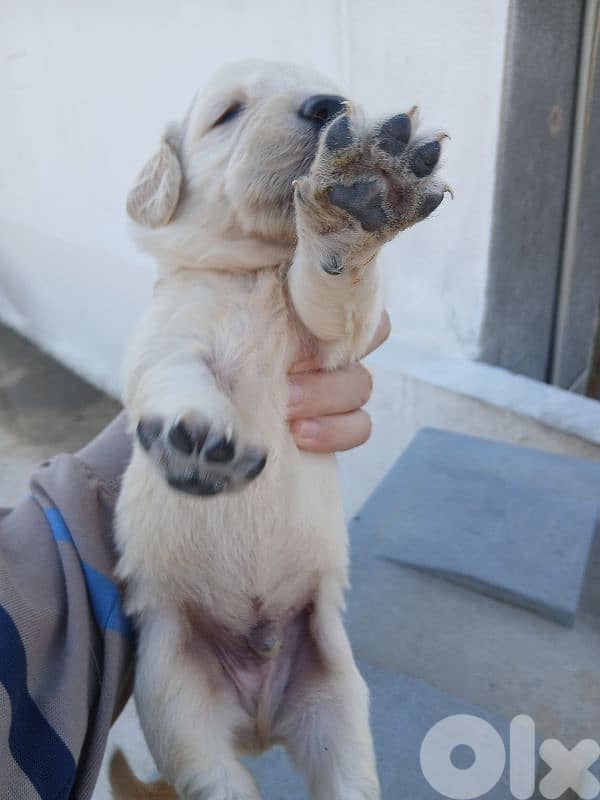golden retreiver puppies 2