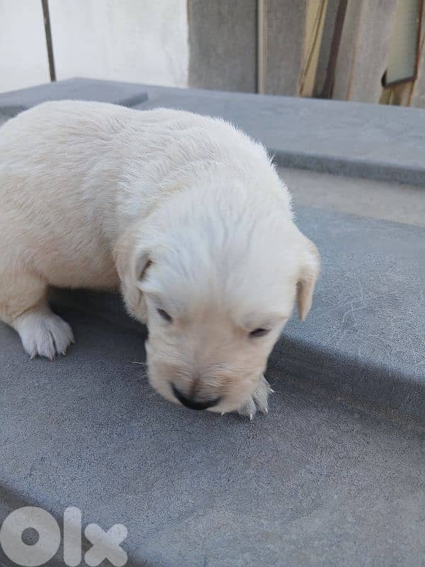 golden retreiver puppies 3