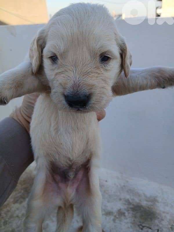 golden retreiver puppies 4