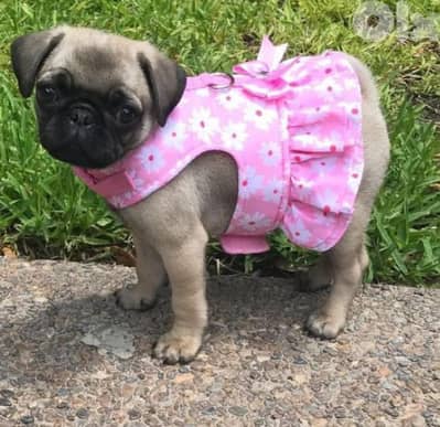 Pug Puppies Available in store & delivery/ dog كلاب