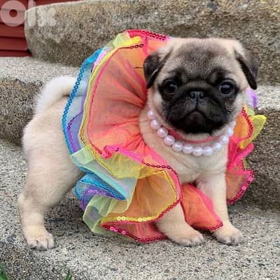 Beautiful Pug Puppies in store & delivery/ dog كلاب