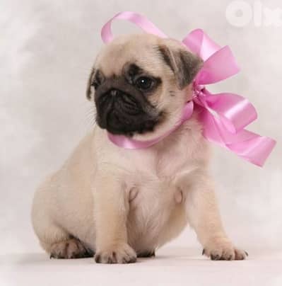 Premium Pug Puppies in store & delivery/ dog كلاب