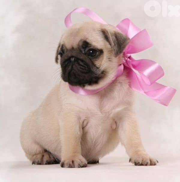 Premium Pug Puppies in store & delivery/ dog كلاب 0